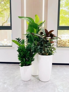 宁波杭州湾花卉租摆价格实惠