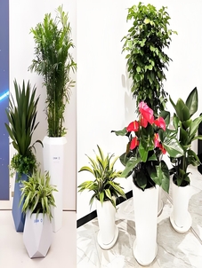 宁波前湾花卉租摆哪家强？这里有你要的答案！